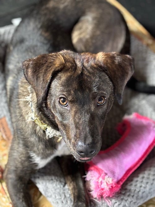 CALLIE - Mountain Cur / Terrier available for adoption