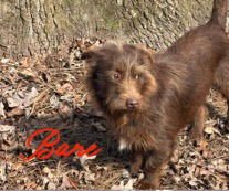 BARE - Wirehaired Fox Terrier available for adoption