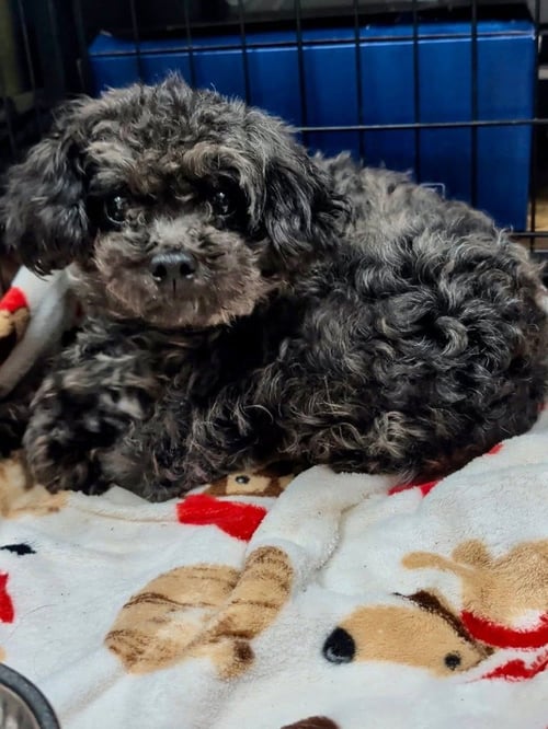 FLEUR - Poodle (unknown type) / Terrier available for adoption