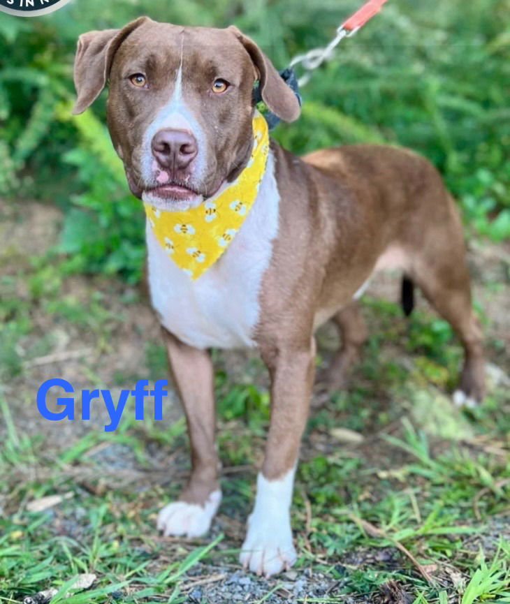 GRYFF - Labrador Retriever / Terrier available for adoption