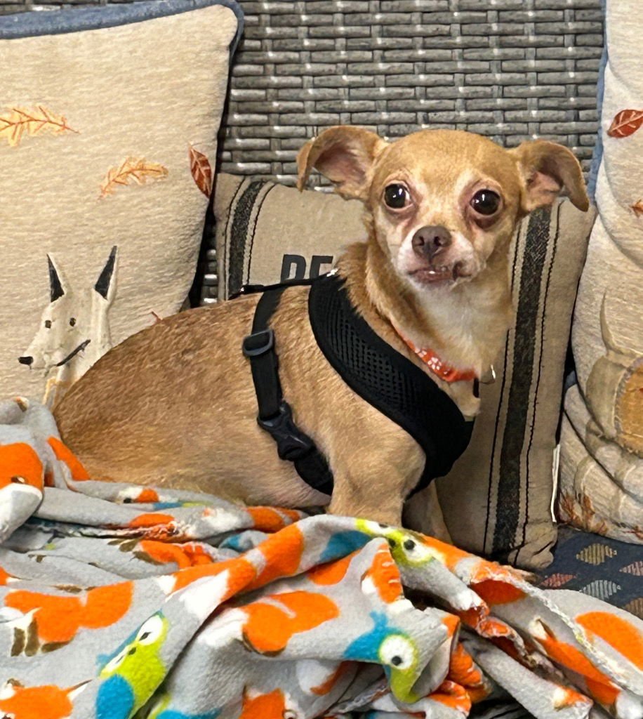 MORTY - Chihuahua available for adoption