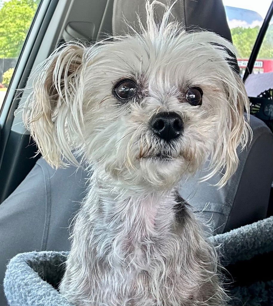 MAYZIE - Yorkshire Terrier Yorkie available for adoption