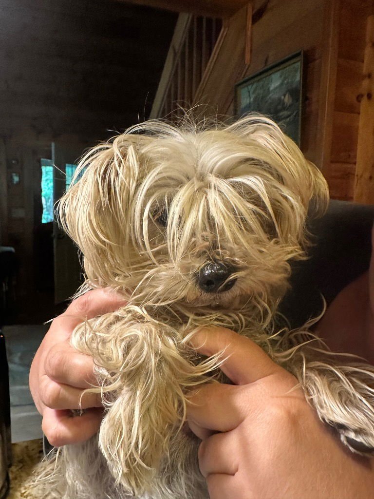 MAYZIE - Yorkshire Terrier Yorkie available for adoption