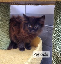 Popsicle - Photo 1