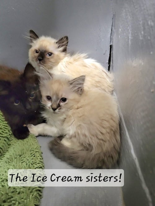 POPSICLE - Domestic Long Hair available for adoption