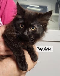 Popsicle - Photo 3