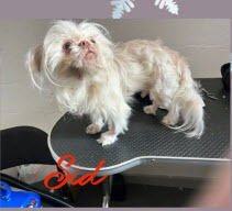 SID - Pekingese / Shih Tzu available for adoption