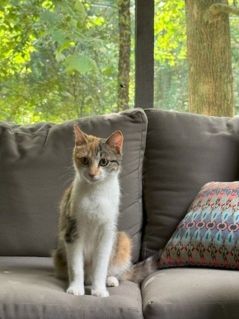 PAISLEY - Calico available for adoption