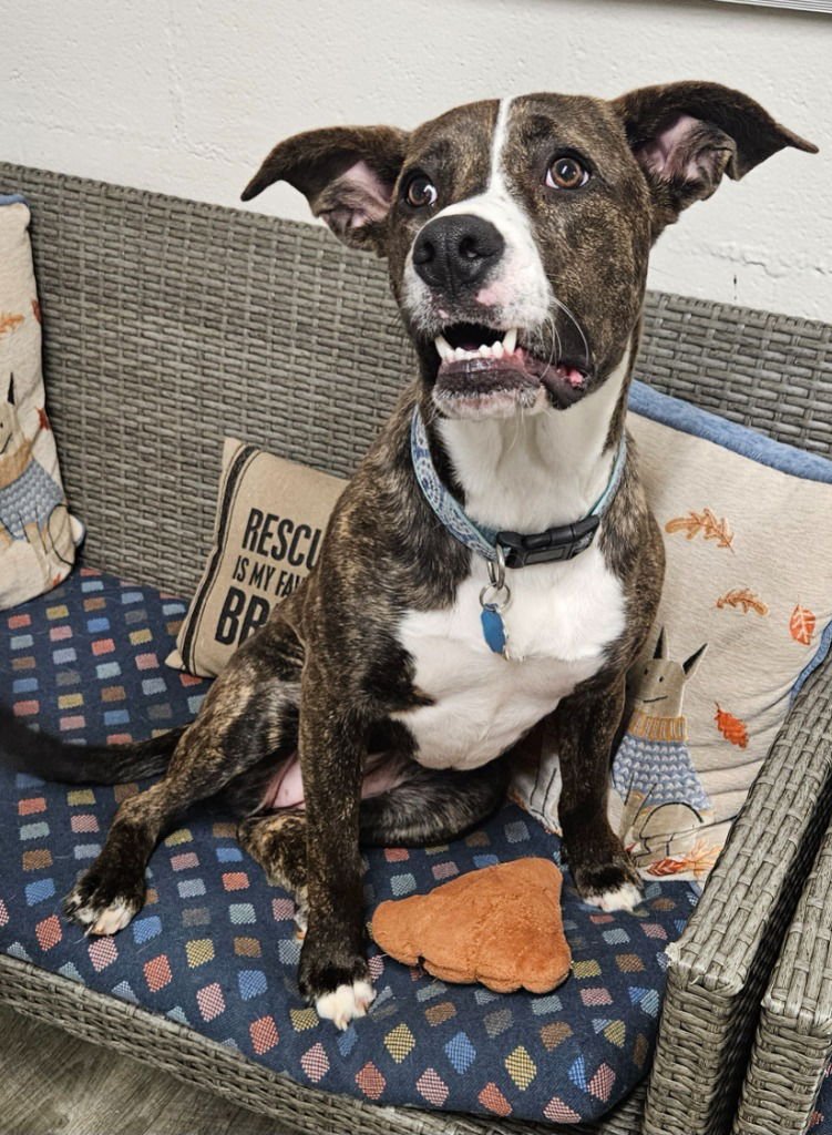 TIPPY DOT - Terrier available for adoption