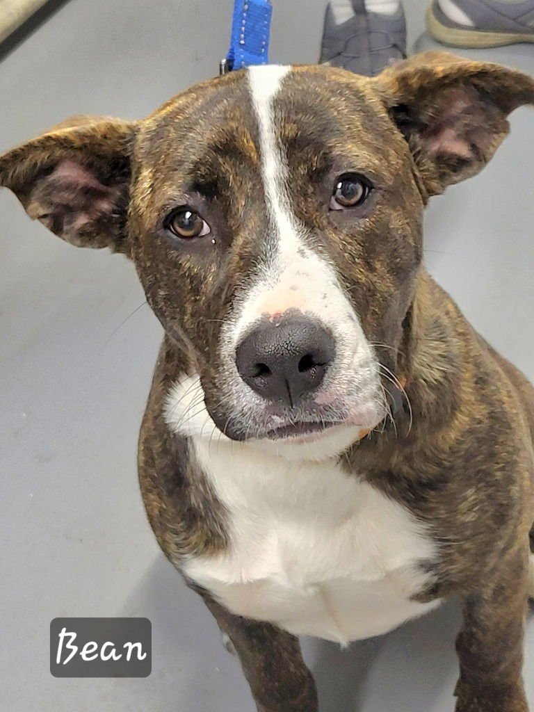 TIPPY DOT - Terrier available for adoption