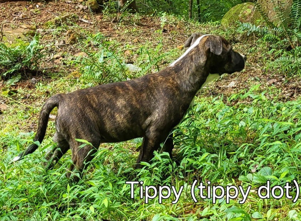 Tippy Dot - Photo 4