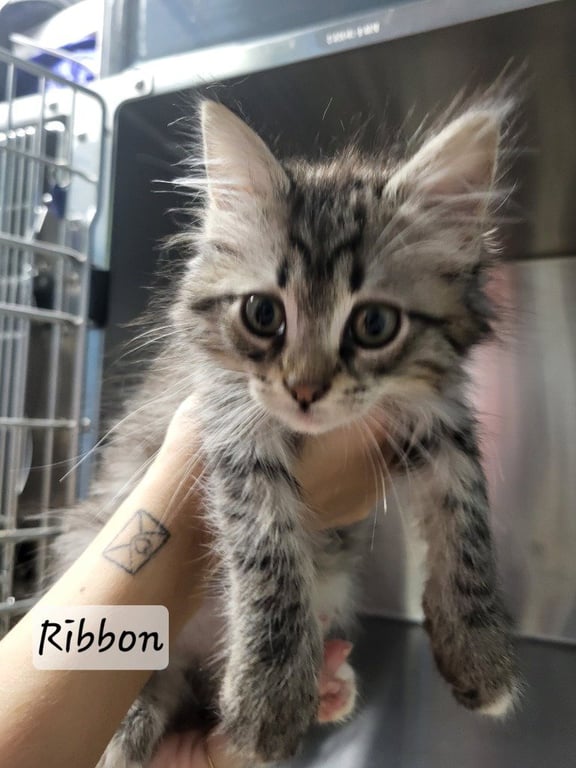 Ribbon Image