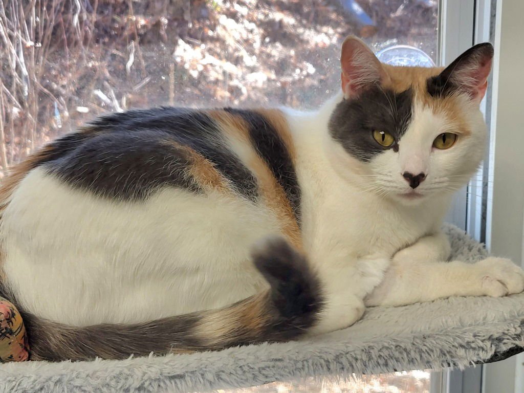 LORELAI - Calico available for adoption