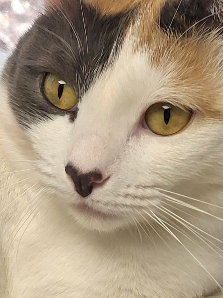 LORELAI - Calico available for adoption