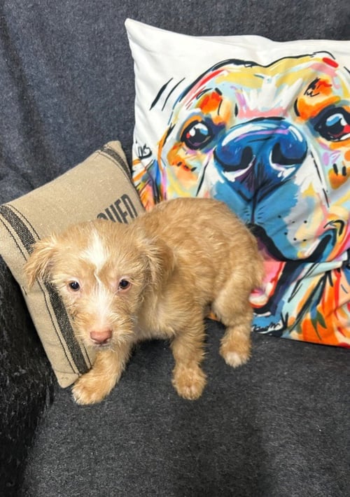 GRAHAM - Chihuahua / Terrier available for adoption