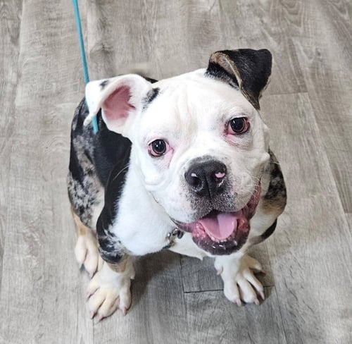TATER TOT - American Bulldog / Terrier available for adoption