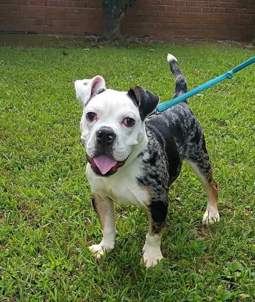 TATER TOT - American Bulldog / Terrier available for adoption