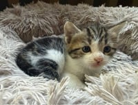 Max - Photo 3