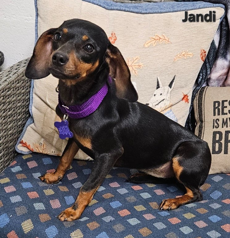 Jandi Image