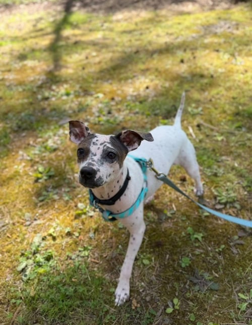 BIJOU - Chihuahua / Terrier available for adoption