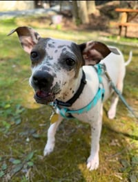Bijou - Photo 4