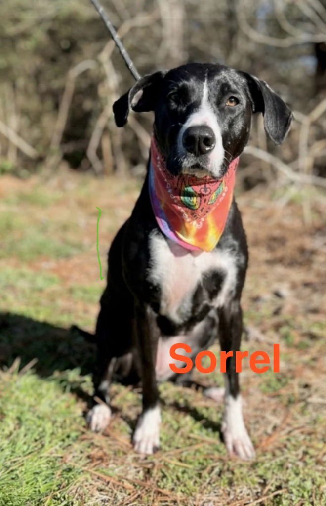 SORREL - Pointer / Labrador Retriever available for adoption