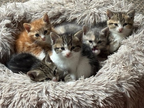 SCHUMI - Tabby available for adoption