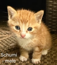 Schumi - Photo 3