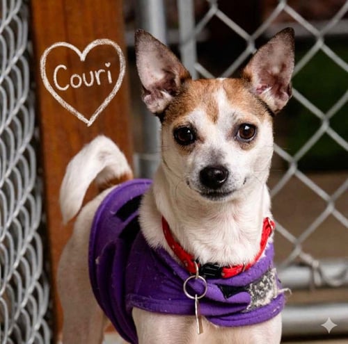 COURI - Chihuahua / Terrier available for adoption
