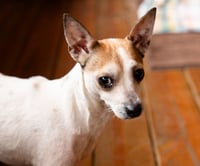 Couri - Photo 2