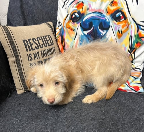 COLBY - Chihuahua / Terrier available for adoption