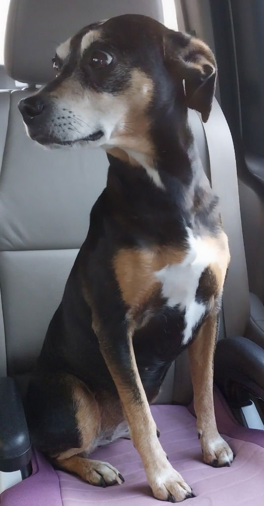 RIVER - Terrier / Terrier available for adoption