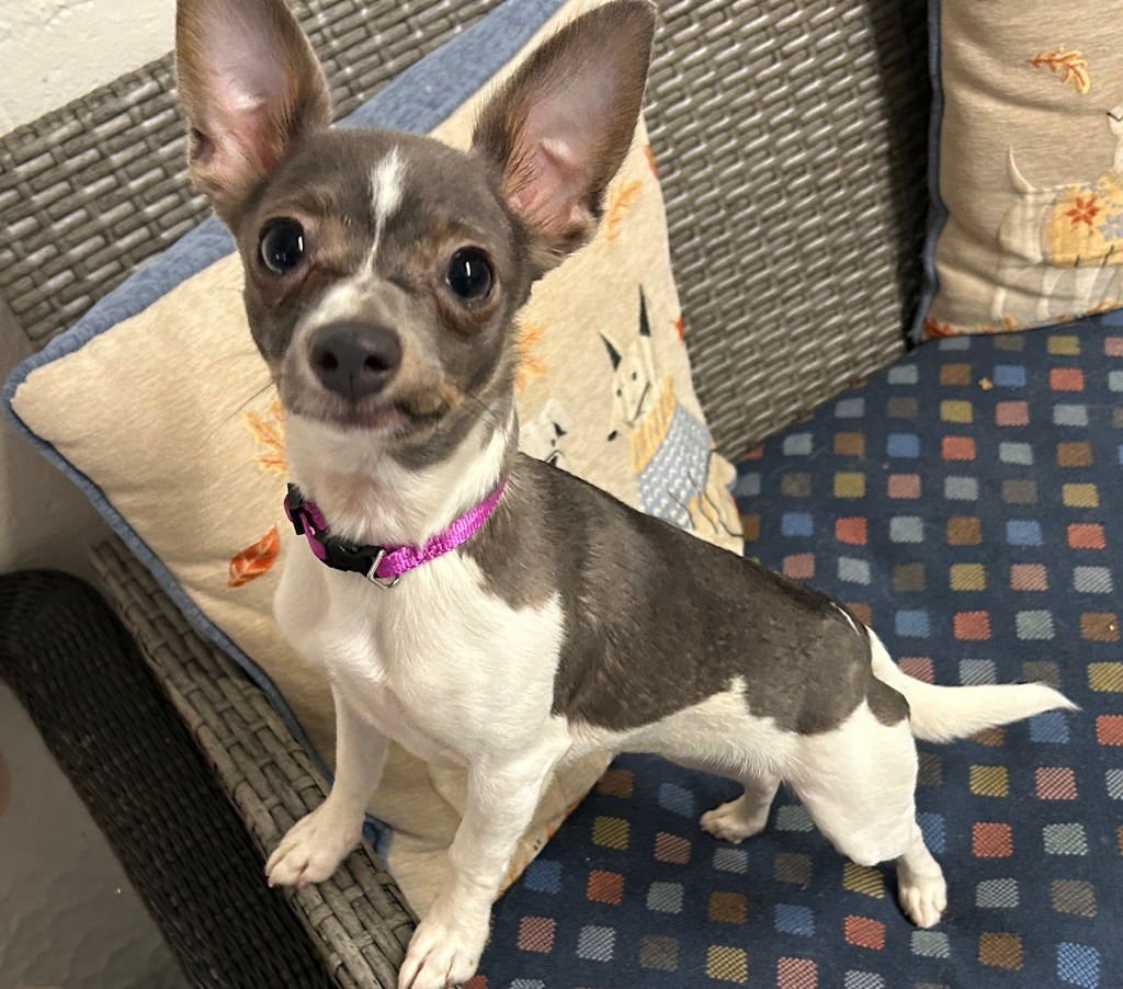 MOUSE - Chihuahua available for adoption