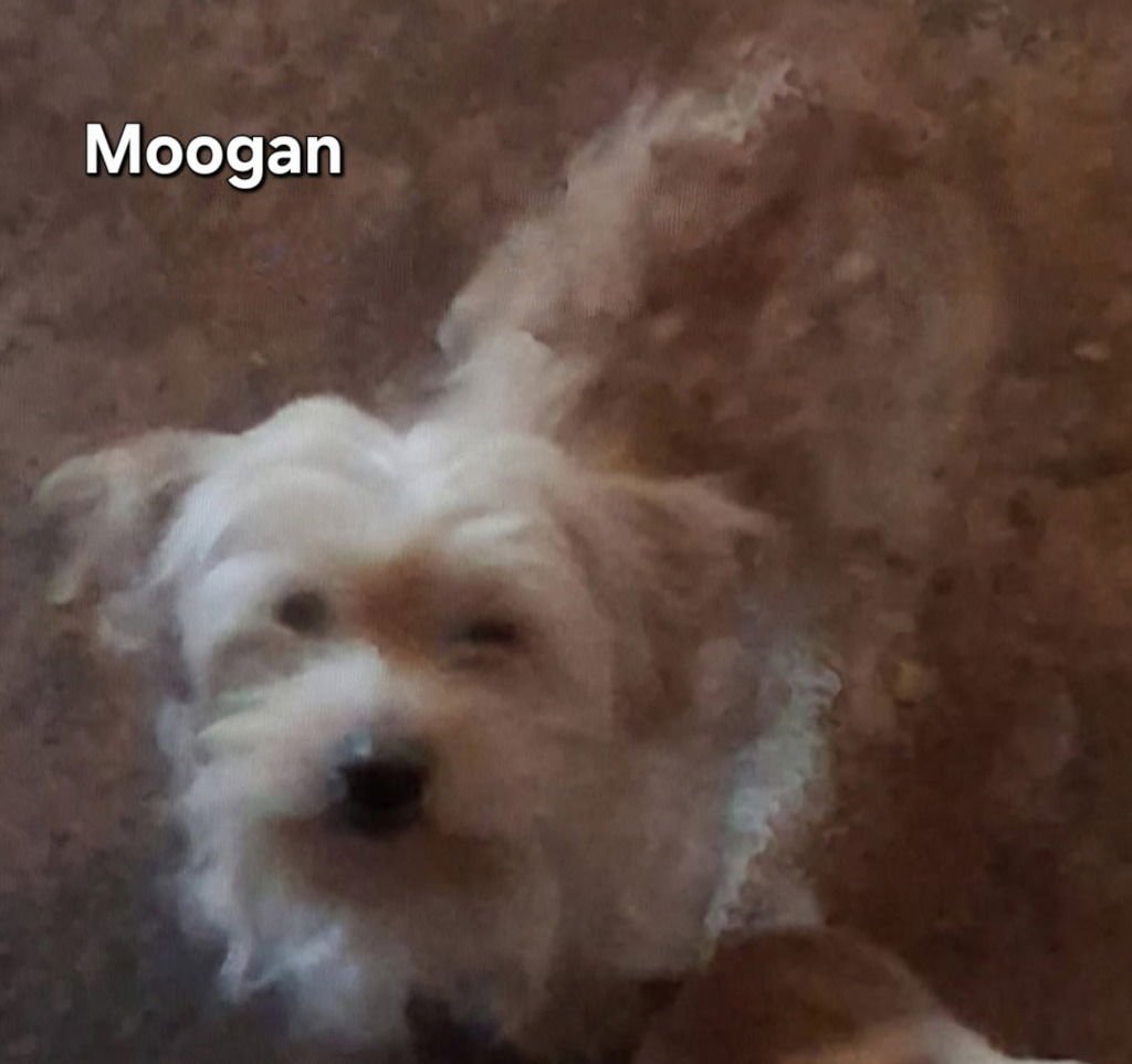 MOOGAN - Terrier / Terrier available for adoption