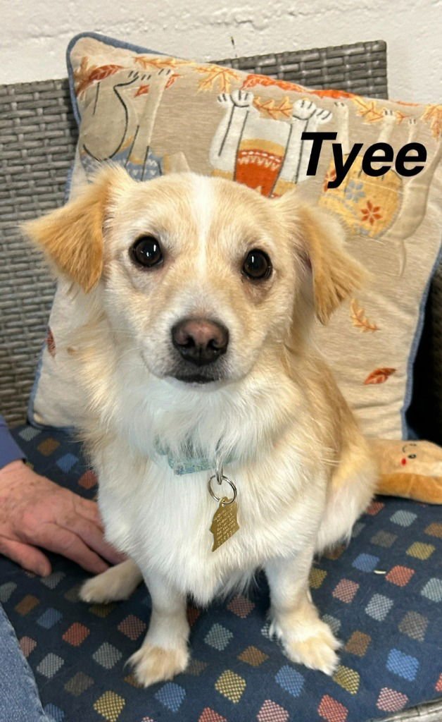 TYEE - Terrier / Terrier available for adoption