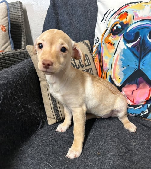 BROOK - Chihuahua / Terrier available for adoption