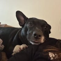 Lila - Photo 6