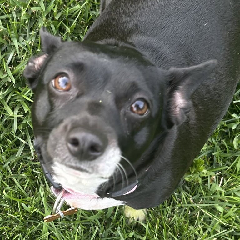 Lila Image