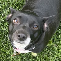 Lila - Photo 1