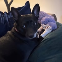Lila - Photo 8
