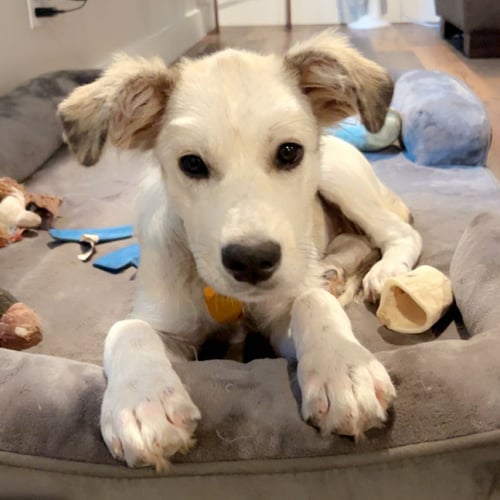 PEARL - Anatolian Shepherd available for adoption