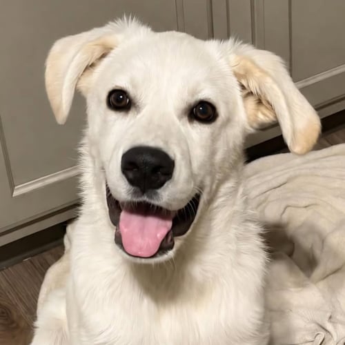 PEARL - Anatolian Shepherd available for adoption