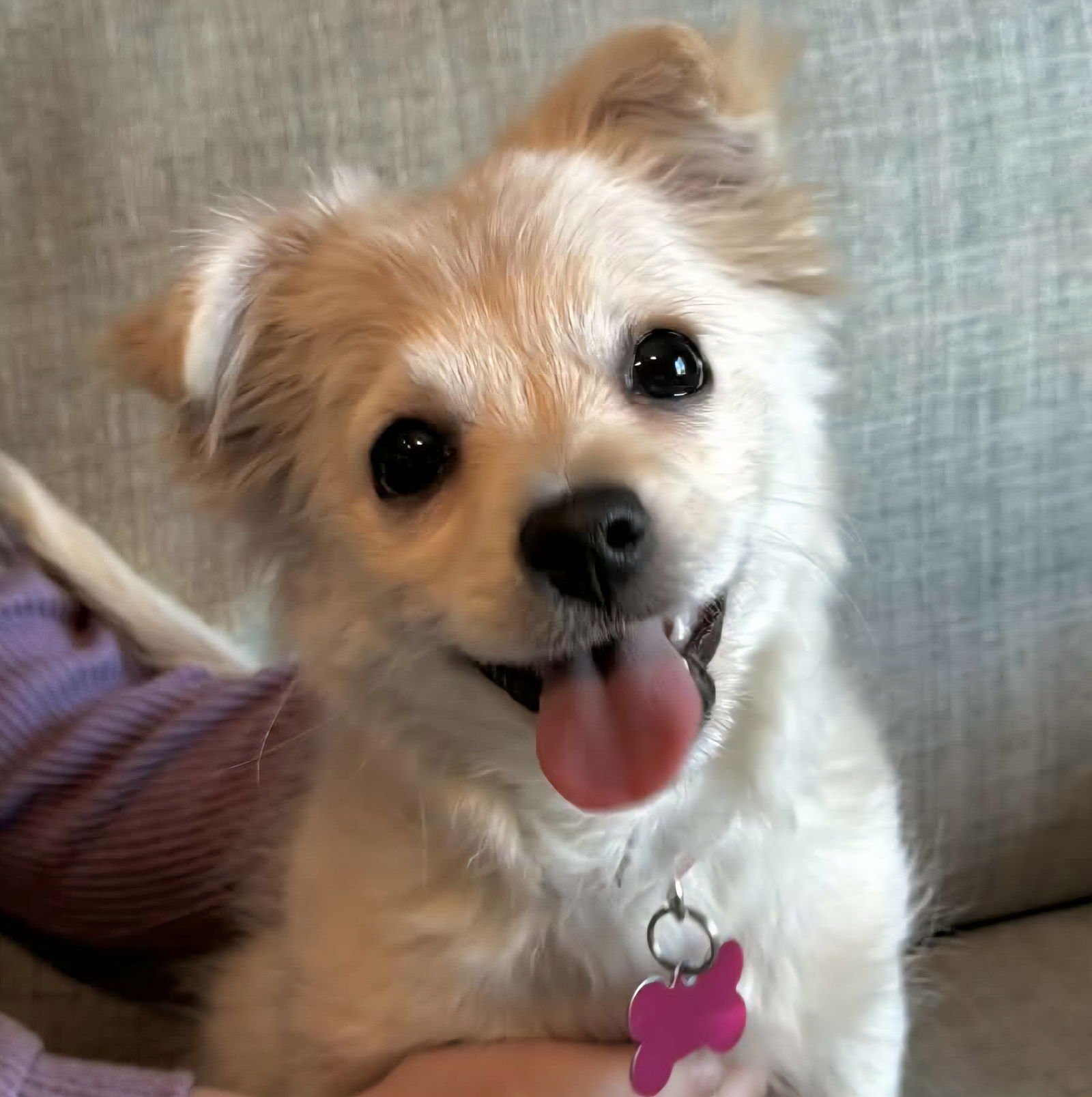 VALENTINE - Unknown available for adoption