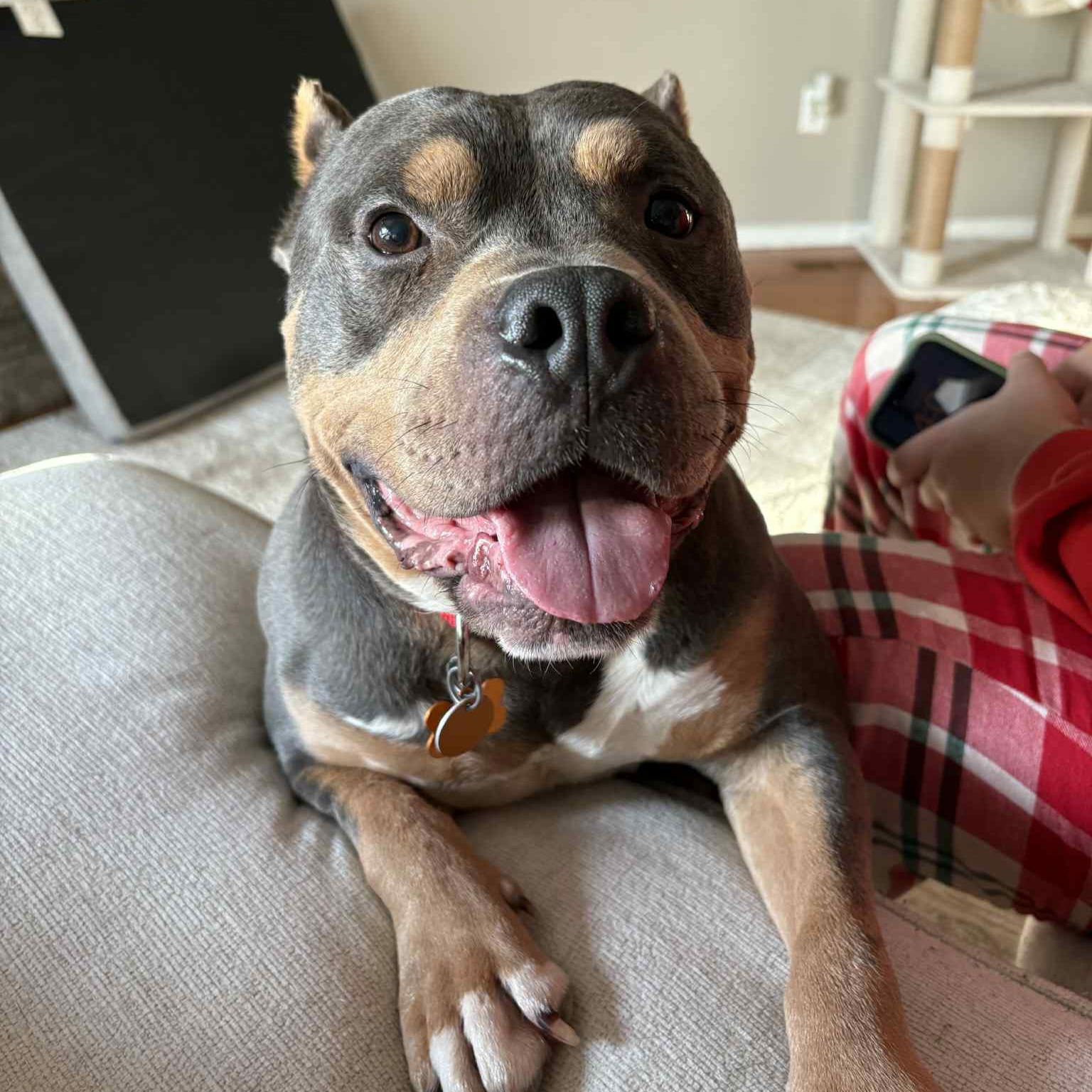 HEMI - American Bulldog available for adoption