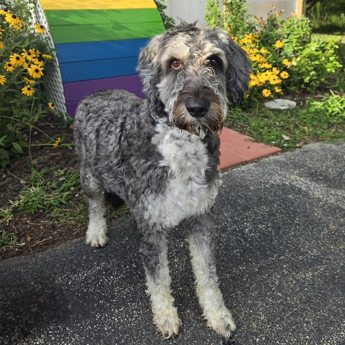 ETHEL - Poodle (Standard) / Golden Retriever available for adoption
