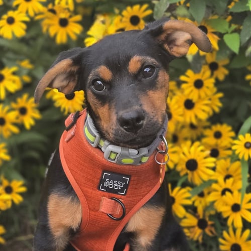 HABANERO - Unknown available for adoption