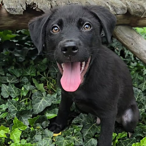 GRIZZLY - Shepherd / Rottweiler available for adoption