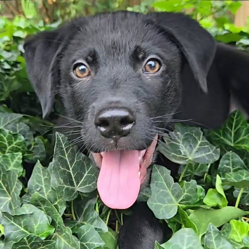 GRIZZLY - Shepherd / Rottweiler available for adoption