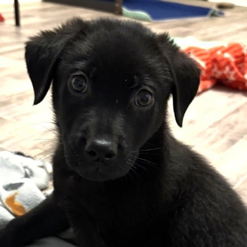 GRIZZLY - Shepherd / Rottweiler available for adoption