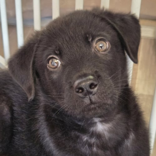 GRIZZLY - Shepherd / Rottweiler available for adoption